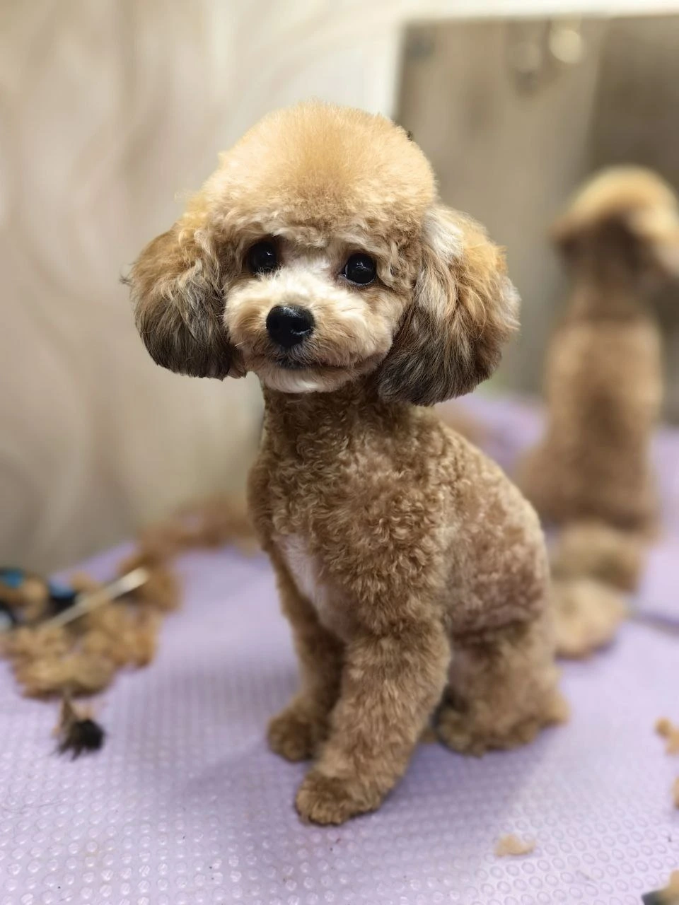 Стрижка собаки, груминг — работа 3, Ellie's Groom Нижний Новгород