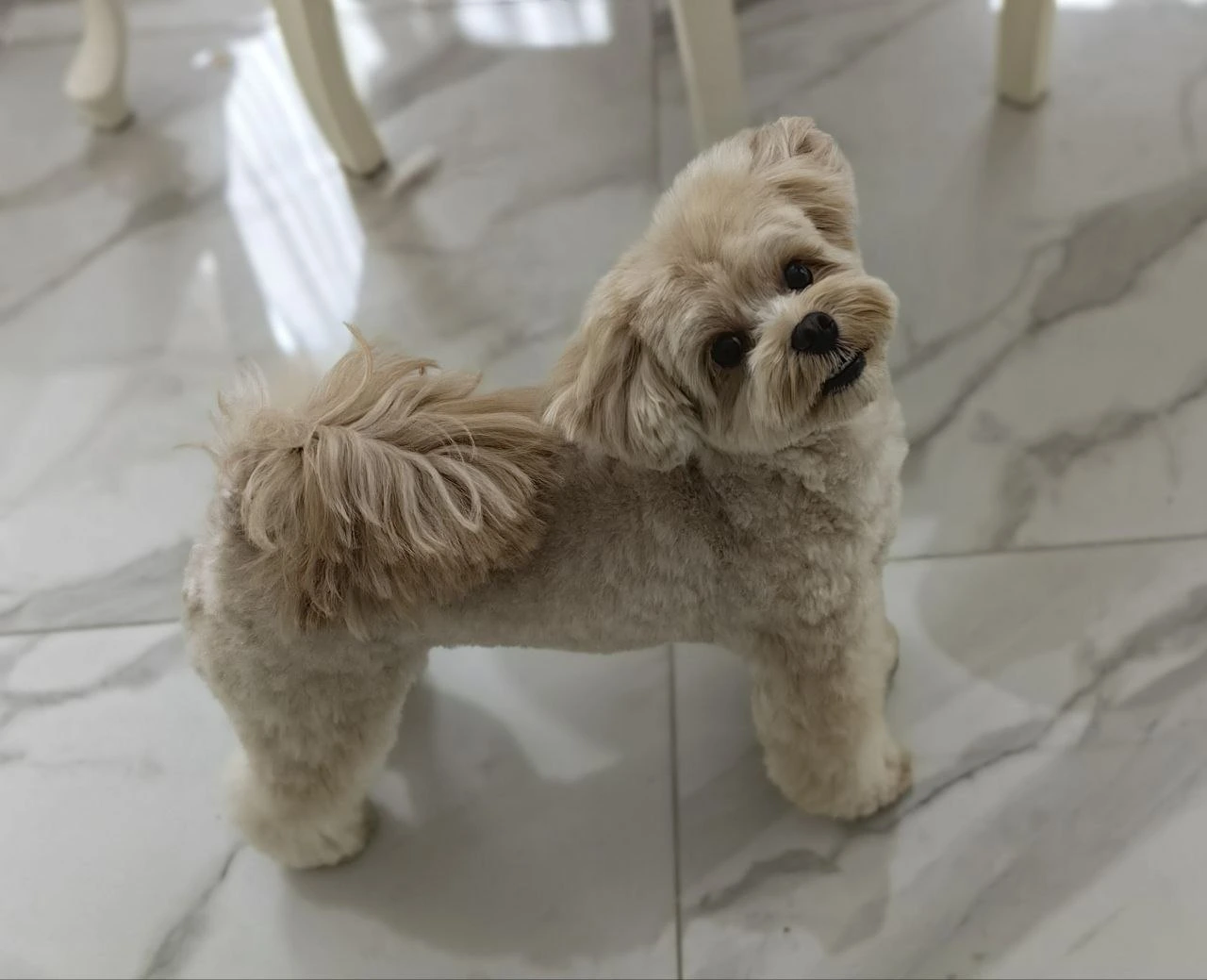 Стрижка собаки, груминг — работа 4, Ellie's Groom Нижний Новгород