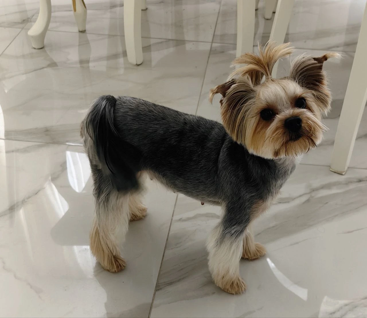 Стрижка собаки, груминг — работа 6, Ellie's Groom Нижний Новгород