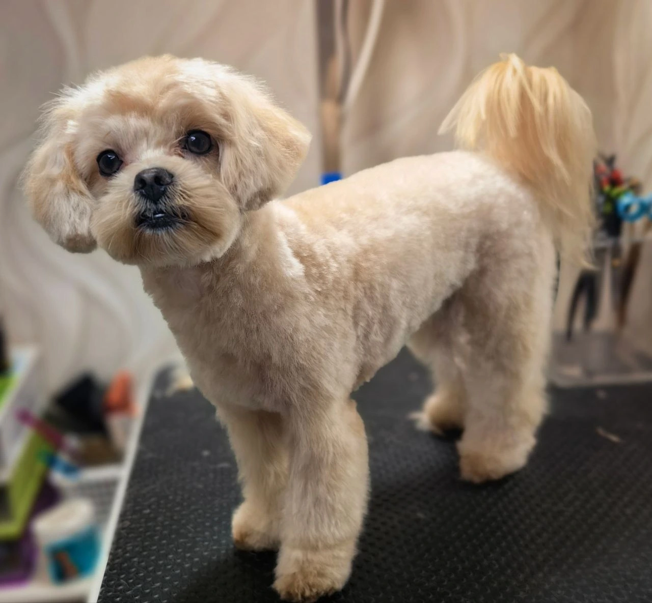 Стрижка собаки, груминг — работа 7, Ellie's Groom Нижний Новгород