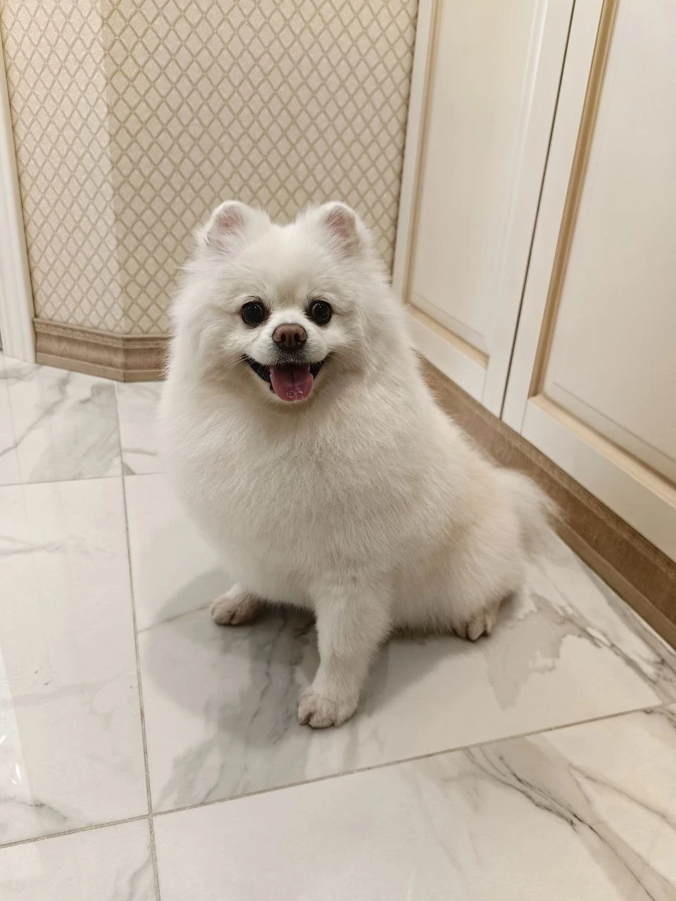 Стрижка собаки, груминг — работа 8, Ellie's Groom Нижний Новгород