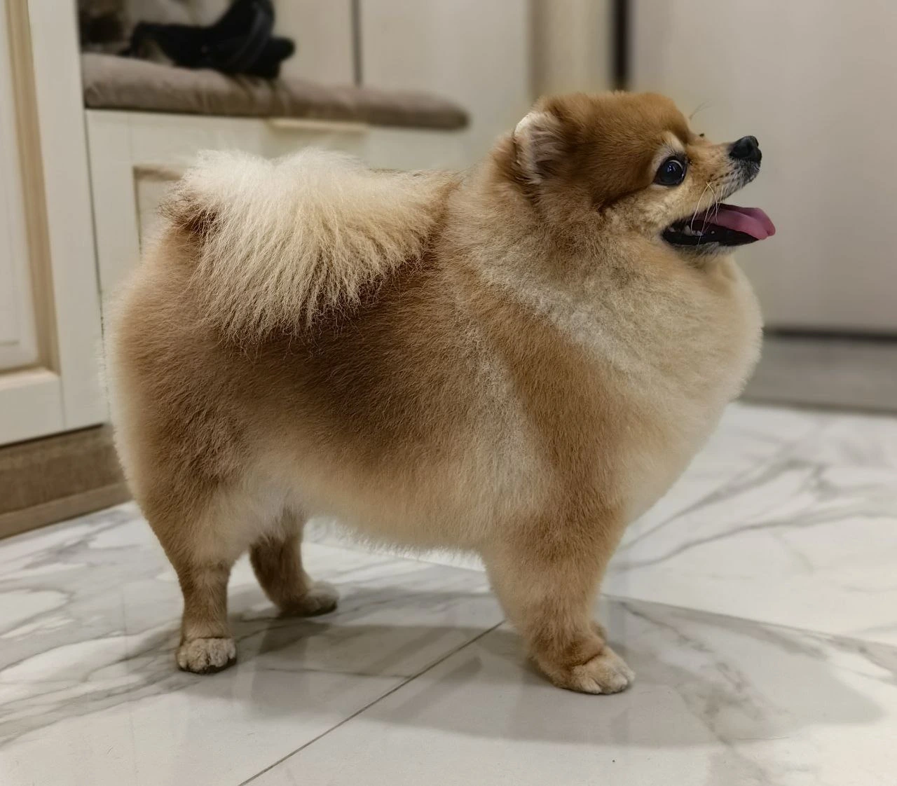 Стрижка собаки, груминг — работа 9, Ellie's Groom Нижний Новгород