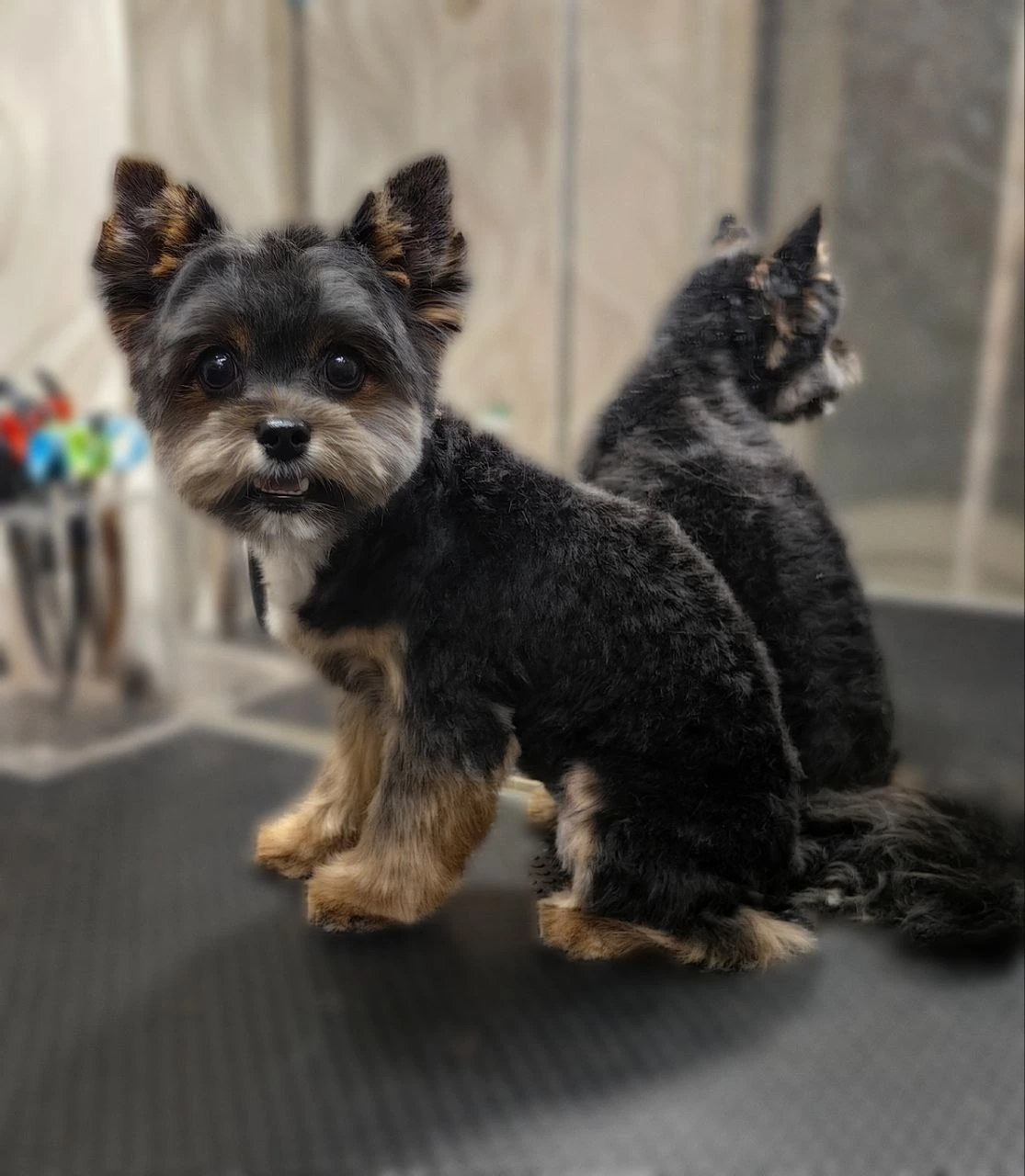 Стрижка собаки, груминг — работа 10, Ellie's Groom Нижний Новгород