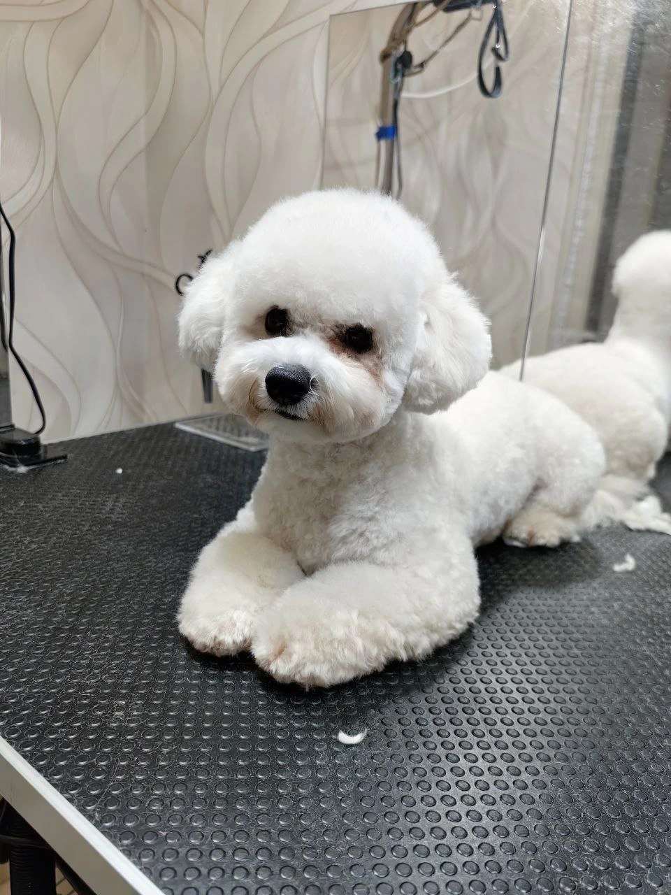 Стрижка собаки, груминг — работа 12, Ellie's Groom Нижний Новгород